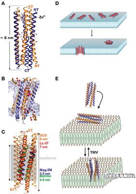 The Human Antimicrobial Peptides Dermcidin and LL-37 Show Novel Distinct Pathways in Membrane Interactions